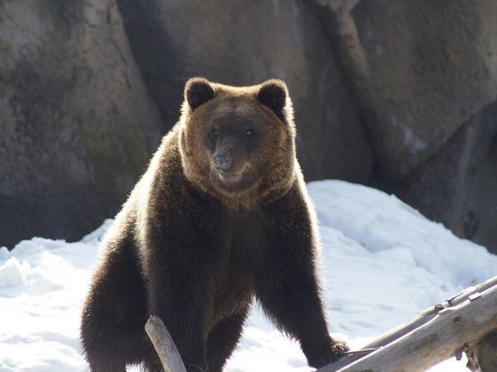 Медведи в Ижевском зоопарке отправились в спячку