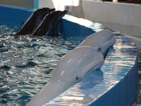 Радий Хабиров высказал мнение о проекте строительства дельфинария в Уфе