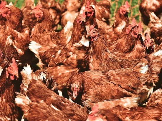 Ставрополье и «Ресурс» нарастят экспорт мяса птицы