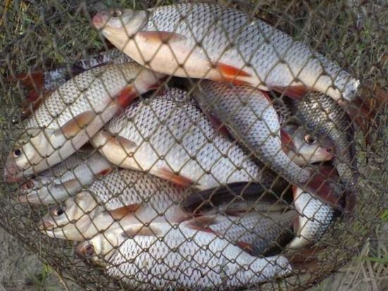 В Тамбовской области рыбак попал под суд