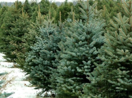 Более 20 точек продаж новогодних елок появится в Удмуртии