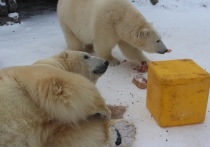 В зоопарке отметили День белого медведя