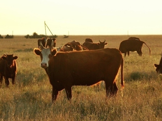 Калмыкия вошла в пятерку регионов с наибольшим числом скота
