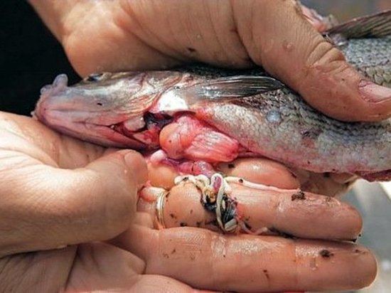 Черви в рыбе из реки Обь могут вызвать онкологические заболевания