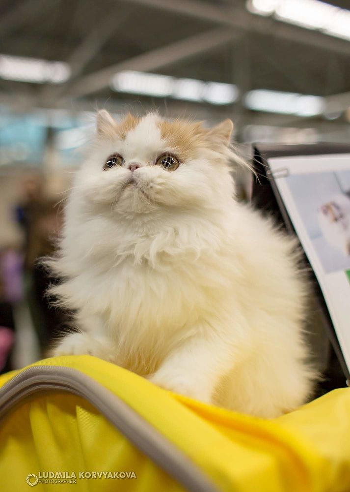 Круглый кот: невероятно умилительные котики одарили людей своей красотой