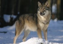 В Забайкалье могут участиться случаи выходов волков к людям