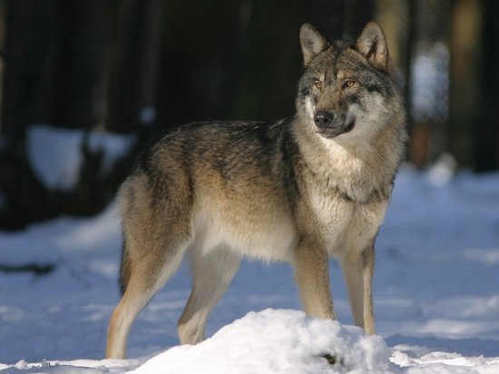 Минприроды Забайкалья предупредило о выходе волков к людям