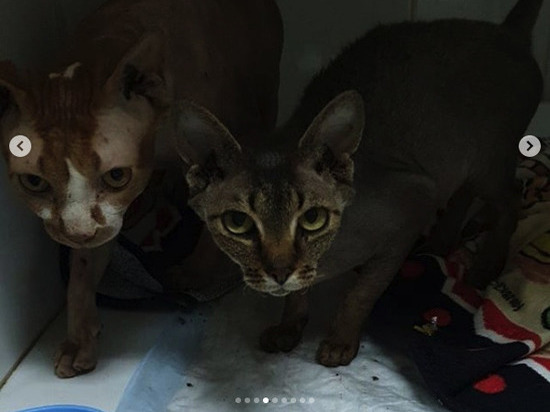 Под Железногорском умерла хозяйка 40 кошек и собак: животным ищут дом