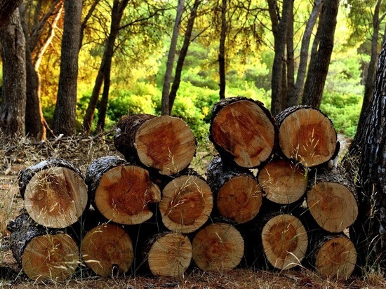 "Черного лесоруба", нанесшего вред лесу на 2 млн. рублей, задержали в Удмуртии
