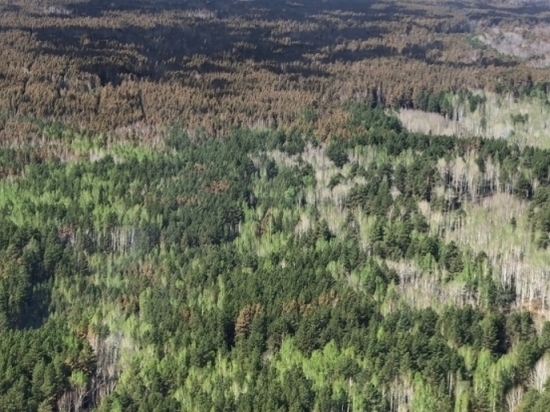 В Свердловской области установили цены на елки