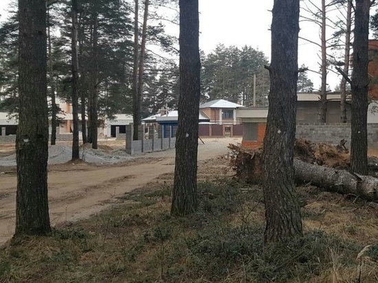 В Красном Бору в Ярославском районе деревья разметили под вырубку