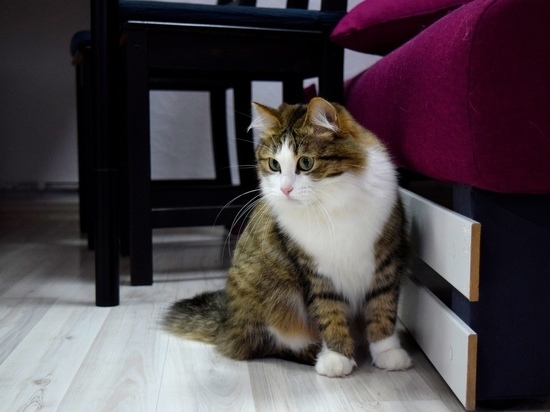 Кошки с нелегкой судьбой: как котокафе спасает животных