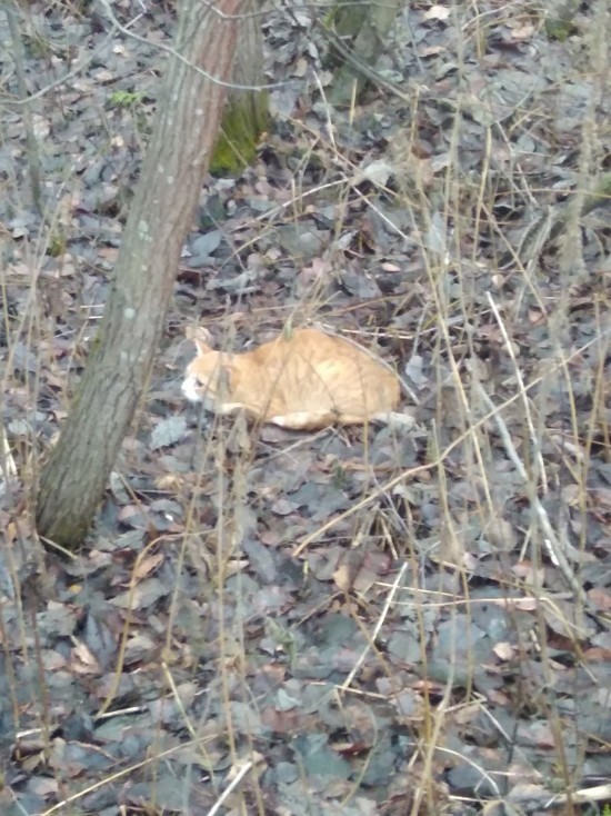 Живодеры оставили умирать в карельском лесу 13 котов