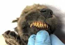 Мумию одного из первых одомашненных волков возрастом 18 тысяч лет нашла в вечной мерзлоте Якутии международная группа ученых