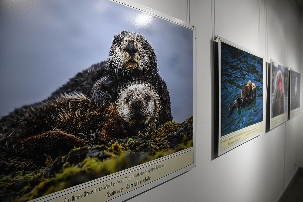 Выставка Фотографий Диких Животных В Москве