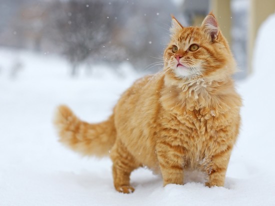 Новосибирск в пятерке самых «кошачьих» городов России