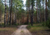 В Марий Эл незаконно срубили деревья на четыре с лишним миллиона рублей