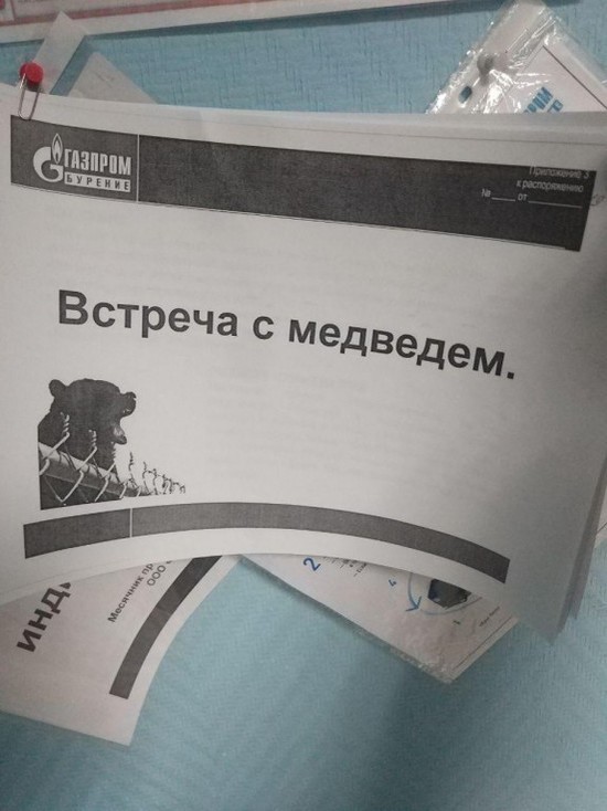 Вахтовикам «Газпрома» рассказали о поведении при встрече с медведем