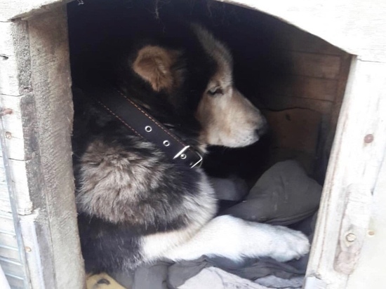 Жительница Ярославля ищет живодера, искалечившего собаку