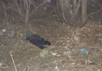 В четверг днем в Заводском районе Саратова в поселке Воробьевка местный житель заметил собаку, бегавшую с каким-то странным предметом в пасти