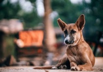 В 2020 году на отлов и содержание бездомных животных в Забайкалье будет выделено более 8 млн рублей