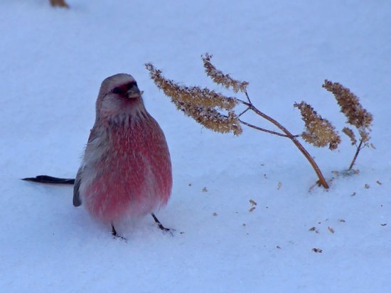 «Гламурный гурман»: в нацпарке на юге края зимует милая розовая птица