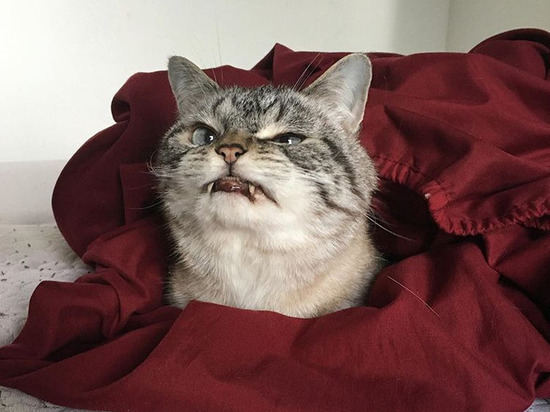 Клыкастый кот-«вампир» покорил социальные сети - МК