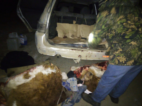 В Башкирии задержали сельчанина, который убивал коров и похищал туши
