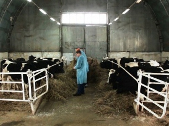 На ферме «Веритас» в Пурпе новые буренки повысили надои молока