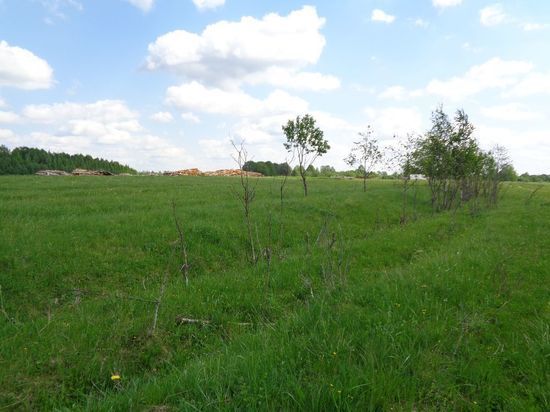 В Тверской области почти 50 гектаров земли заросли сорняком