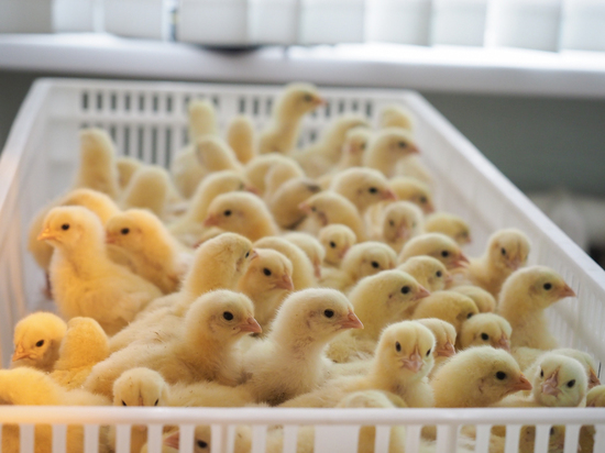 На Ставрополье научились выращивать цыплят-бройлеров за 38 дней