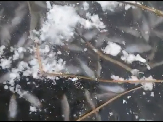 В Уфе на Кашкадане вся рыба вмёрзла в лёд