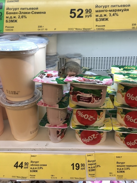 Покупатели тверского супермаркета фотографировали симпатичную мышь на йогуртах