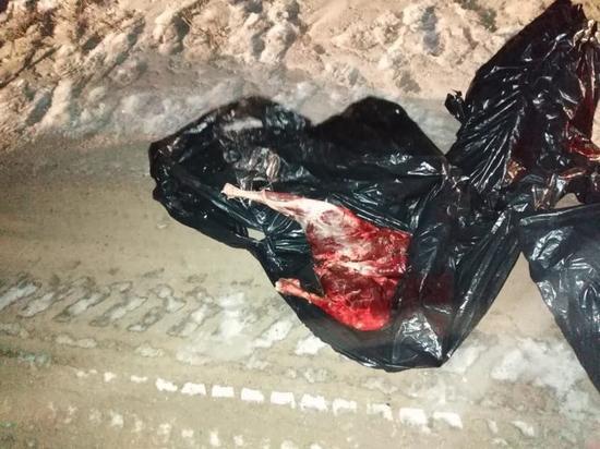 В Пономаревском районе задержан убийца сибирских косуль