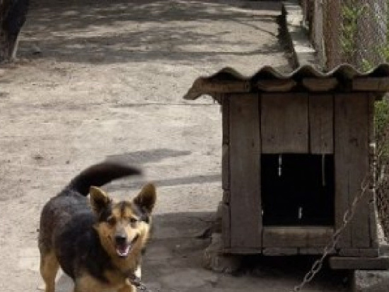 Сосед установил собачью будку, которая мешала оренбуурженке подходить к дому