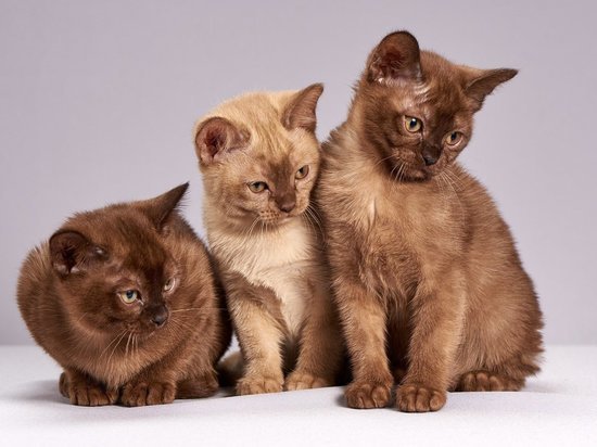 В Казани 11 «осиротевшим» котам ищут новых хозяев