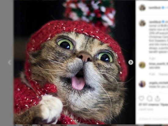 Скончалась самая популярная в Интернете кошка Lil Bub