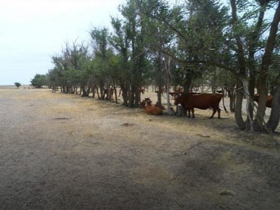 В Калмыкии решают как запретить бесконтрольный выпас скота