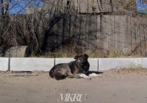 Специалистов по отлову бродячих собак в Забайкальском крае оснастят приборами видеофиксации