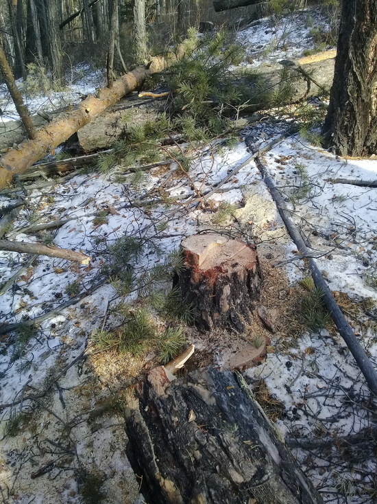 В Бурятии «черный» лесоруб выдал себя следами на снегу
