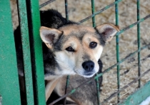 В Забайкальском крае изменится механизм отлова и содержания бродящих собак