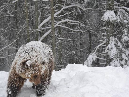 В Приангарье обезвредили медведя, напавшего на человека