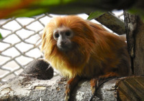 Золотогривые обезьянки тамарины впервые появились в столичном зоопарке