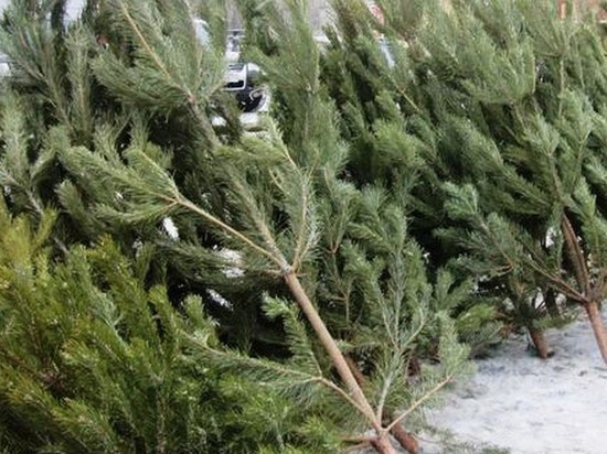 Глава района обещал Осипову подарить жительнице новогоднюю елку