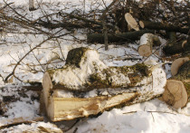 Береза убила 47-летнюю начальницу участка, отвечающую за спиливание сухостойных деревьев, 4 декабря в Зеленограде
