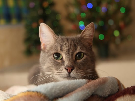 Новогодний лайфхак: как уберечь елку в доме от кота