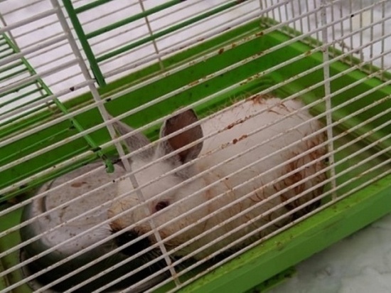 В Новосибирске выкинули на свалку кролика: он чуть не отморозил лапки