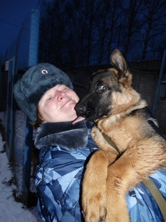 В Костромскую область для прохождения службы прибыли 5 породистых щенков немецкой овчарки