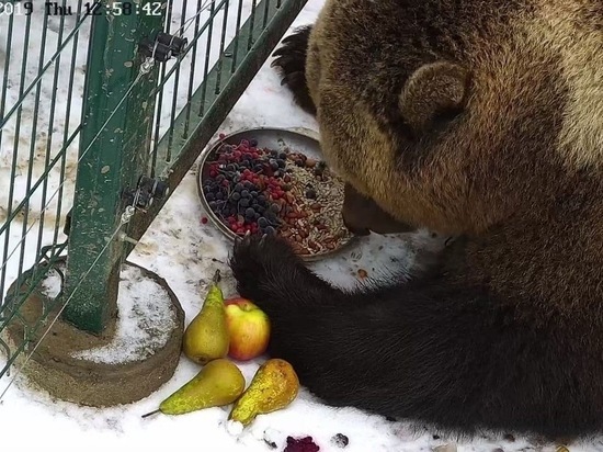 Калужский "авиамедведь" Мансур второй год отказывается от зимней спячки