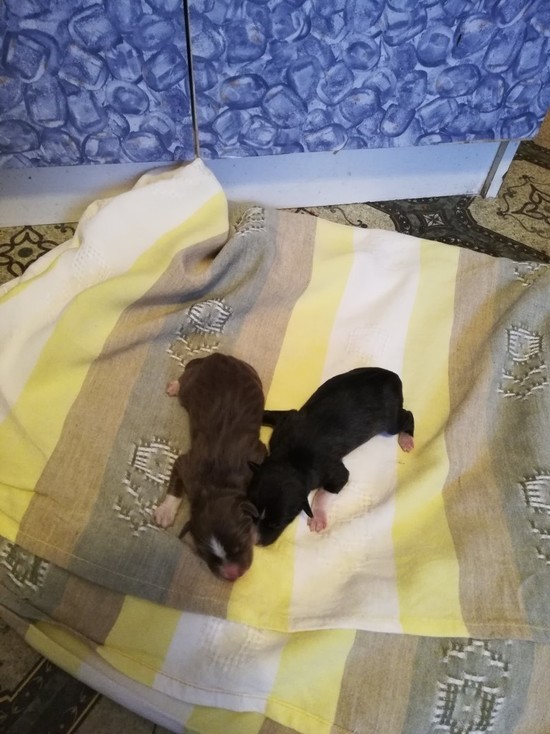 Жители Надыма два дня подряд находят в мусорке новорожденных щенков